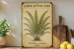 Vintage Lemon Button Fern Botanical Metal Sign – Aged Tin Wall Art with Scientific Labels, Sage & Ochre Nature Decor — photo 4