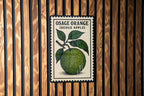Osage Orange Hedge Apple Metal Sign – Vintage Stamp Style Wall Art, Rustic Farmhouse Decor, Botanical Tin Plaque — photo 2