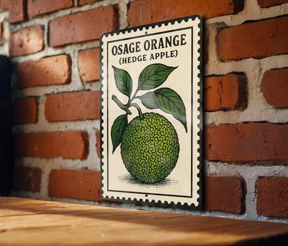 Osage Orange Hedge Apple Metal Sign – Vintage Stamp Style Wall Art, Rustic Farmhouse Decor, Botanical Tin Plaque — photo 3