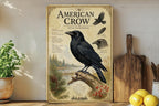 American Crow Metal Sign, Audubon Inspired Ornithology Plate, Scientific Bird Illustration with Range Map, Habitat Notes Decor — photo 3