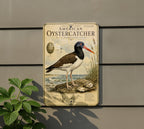 American Oystercatcher Metal Sign, Audubon Ornithology Plate, Scientific Bird Illustration, Range Map & Habitat Scene Wall Decor — photo 5
