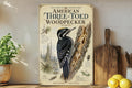 American Three-Toed Woodpecker Metal Sign, Audubon-Inspired Natural History Bird Illustration, Scientific Name Range Map Notes Habitat Scene — photo 1