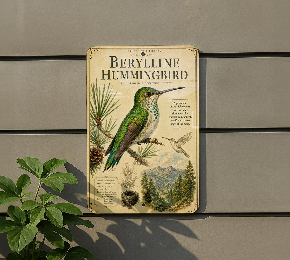 Berylline Hummingbird Metal Sign, Audubon-Inspired Ornithology Plate, Scientific Name, Range Map, Habitat Notes, Bird Wall Decor — photo 5