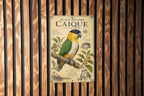 Black Headed Caique Metal Sign, Audubon Ornithology Specimen Plate, Scientific Bird Illustration with Range Map & Notes — photo 2