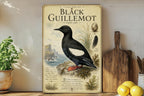 Black Guillemot Metal Sign Vintage Natural History Bird Plate Scientific Name Range Map Habitat Notes Ornithology Wall Decor — photo 3