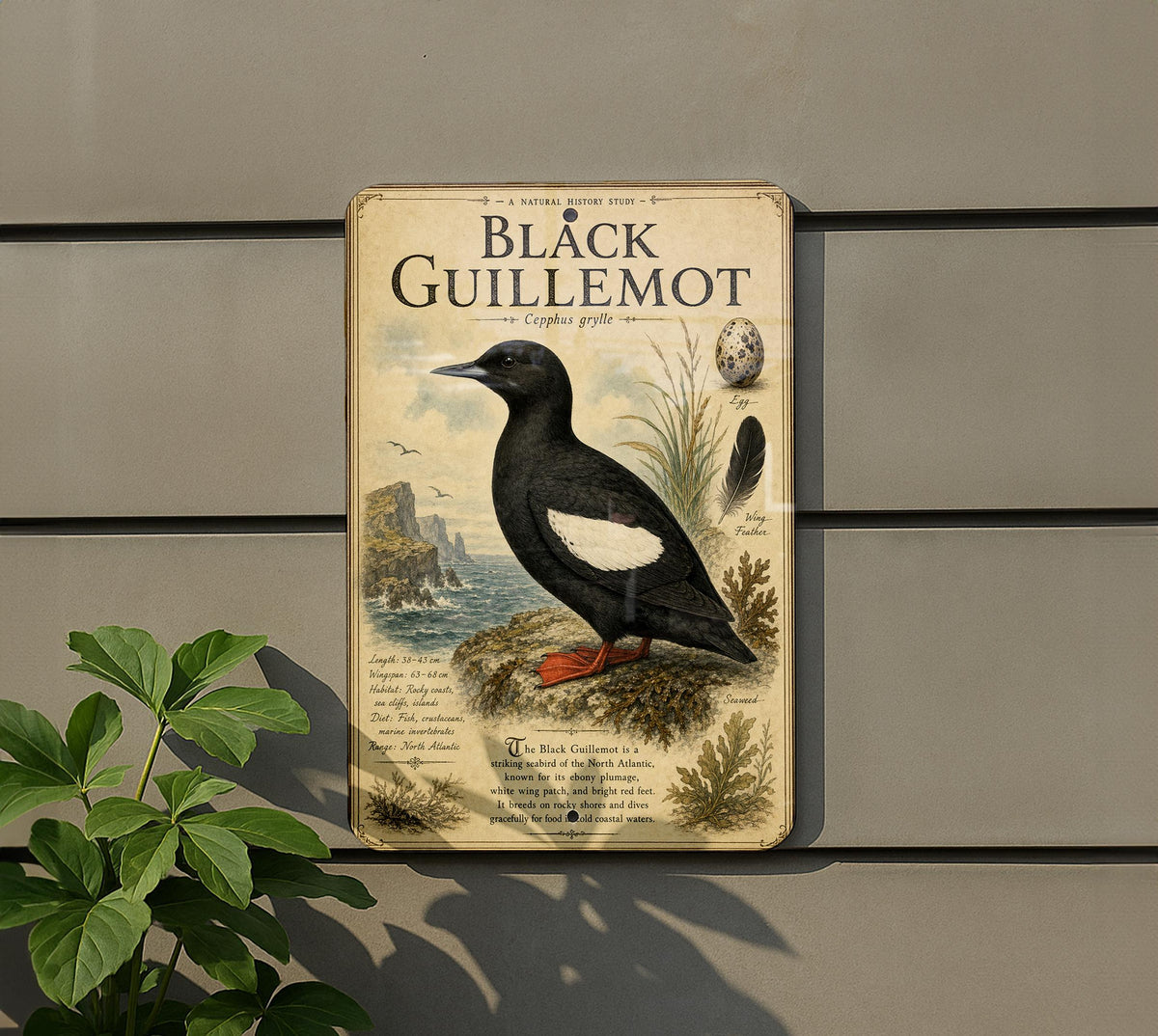 Black Guillemot Metal Sign Vintage Natural History Bird Plate Scientific Name Range Map Habitat Notes Ornithology Wall Decor — photo 5