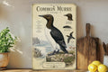 Common Murre Metal Sign Vintage Natural History Bird Illustration Audubon Ornithology Specimen Plate Scientific Name Range Map Notes — photo 1