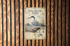 Gull-billed Tern Metal Sign Vintage Natural History Ornithology Specimen Plate with Scientific Name Range Map Habitat Notes — photo 1