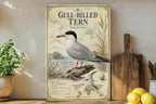 Gull-billed Tern Metal Sign Vintage Natural History Ornithology Specimen Plate with Scientific Name Range Map Habitat Notes — photo 2