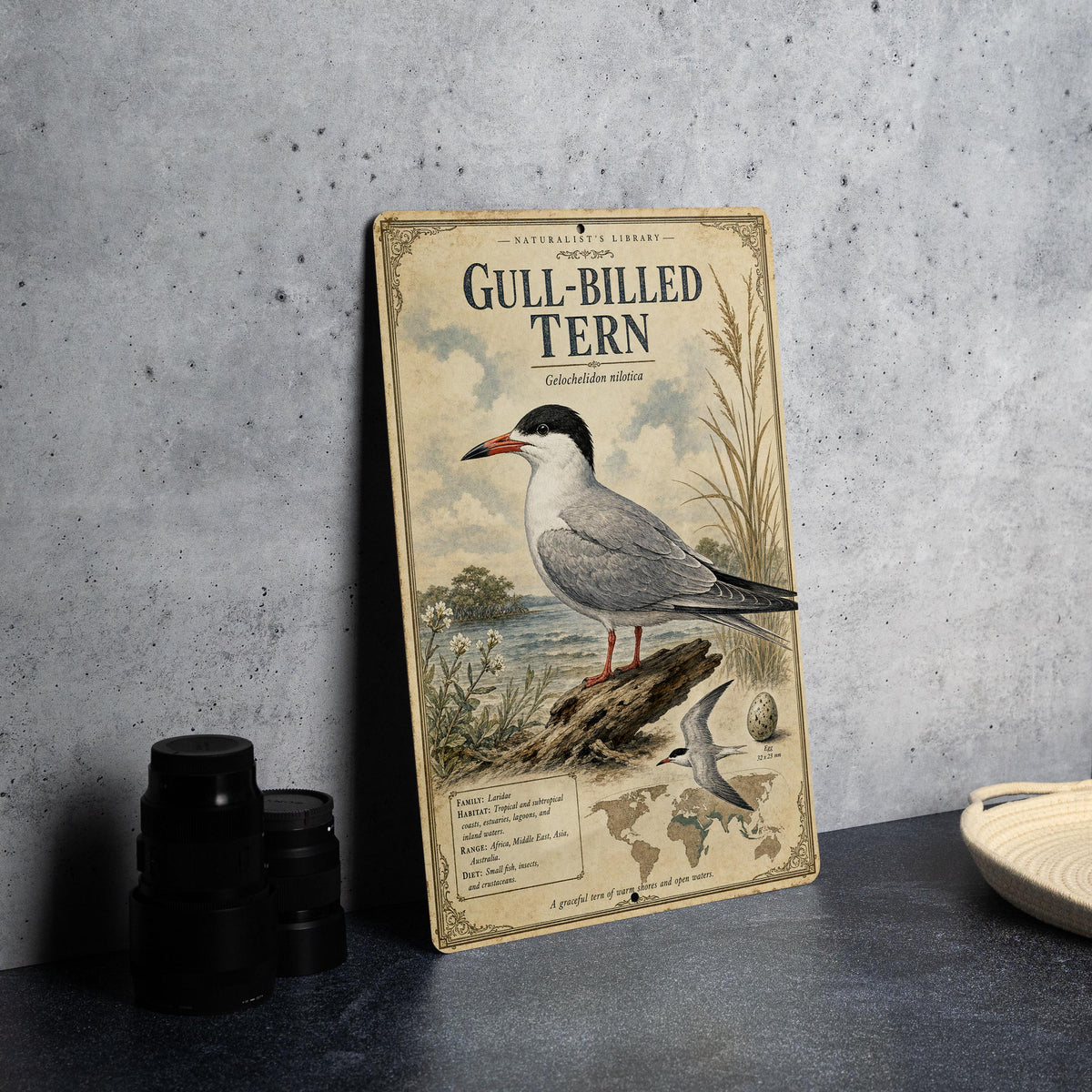 Gull-billed Tern Metal Sign Vintage Natural History Ornithology Specimen Plate with Scientific Name Range Map Habitat Notes — photo 4