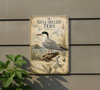 Gull-billed Tern Metal Sign Vintage Natural History Ornithology Specimen Plate with Scientific Name Range Map Habitat Notes — photo 5