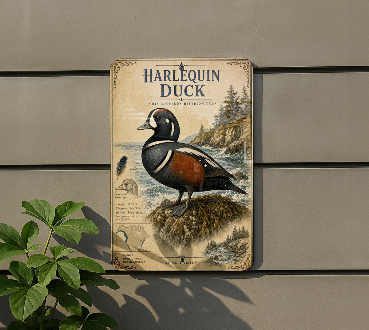 Harlequin Duck Metal Sign Vintage Natural History Bird Plate Scientific Name Range Map Habitat Notes Cabin Lodge Decor — photo 5
