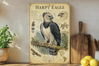Harpy Eagle Metal Sign, Vintage Natural History Bird Plate, Audubon Ornithology Wall Decor, Scientific Name Range Map Notes — photo 3