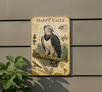 Harpy Eagle Metal Sign, Vintage Natural History Bird Plate, Audubon Ornithology Wall Decor, Scientific Name Range Map Notes — photo 5