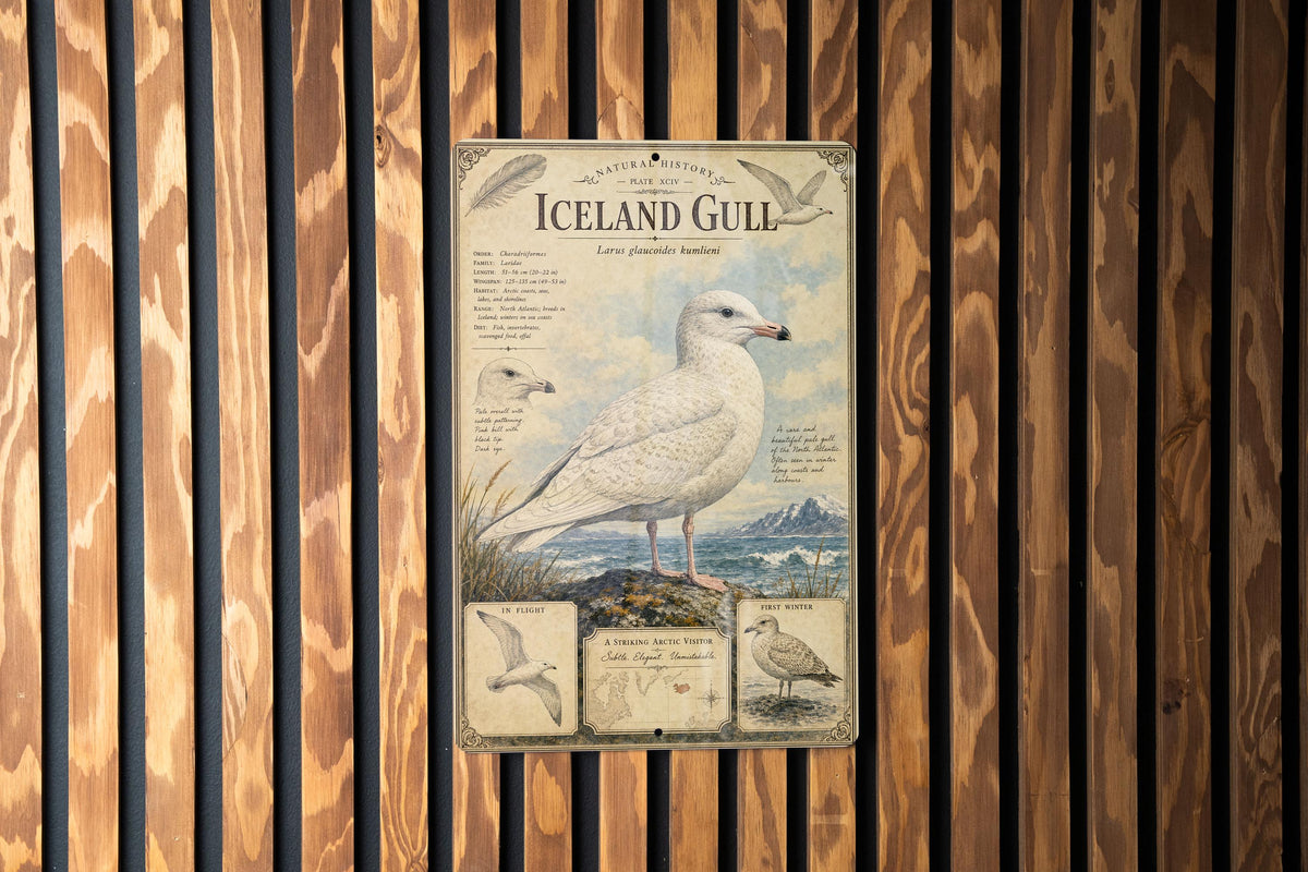 Iceland Gull Metal Sign, Audubon-Inspired Natural History Bird Plate with Scientific Name, Range Map, Habitat Notes Wall Decor — photo 3