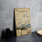 Iceland Gull Metal Sign, Audubon-Inspired Natural History Bird Plate with Scientific Name, Range Map, Habitat Notes Wall Decor — photo 4