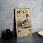 Northern Pintail Metal Sign Audubon-Inspired Ornithology Illustration Scientific Bird Specimen Plate with Range Map & Notes — photo 4