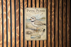 Piping Plover Metal Sign, Audubon-Inspired Ornithology Plate with Scientific Name, Range Map, Habitat Notes, Bird Lover Decor — photo 4