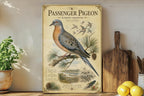 Passenger Pigeon Metal Sign, Vintage Natural History Bird Illustration, Audubon Ornithology Specimen Plate, Range Map & Notes Wall Decor — photo 2