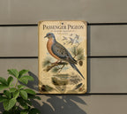 Passenger Pigeon Metal Sign, Vintage Natural History Bird Illustration, Audubon Ornithology Specimen Plate, Range Map & Notes Wall Decor — photo 5