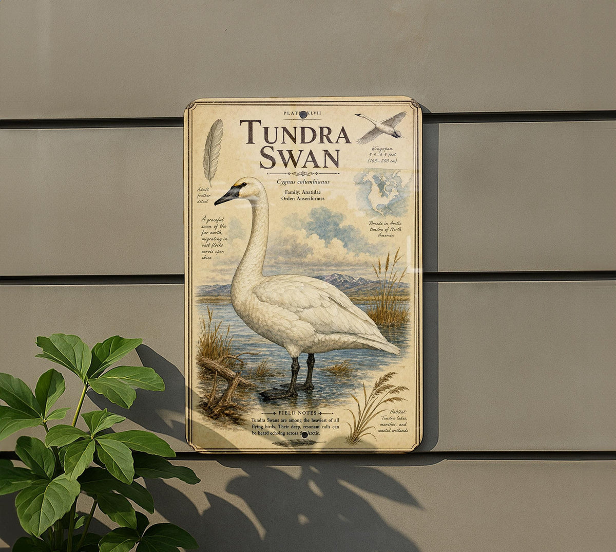 Tundra Swan Metal Sign, Audubon-Inspired Natural History Bird Plate, Scientific Name Range Map Habitat Notes, Cabin Decor — photo 2