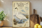 Tundra Swan Metal Sign, Audubon-Inspired Natural History Bird Plate, Scientific Name Range Map Habitat Notes, Cabin Decor — photo 5