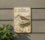Western Sandpiper Metal Sign, Audubon-Inspired Ornithology Specimen Plate, Scientific Name Range Map Habitat Notes, Bird Wall Decor — photo 3