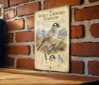 White-Crowned Sparrow Metal Sign Vintage Natural History Bird Illustration Ornithology Specimen Plate Wall Decor Gift — photo 4