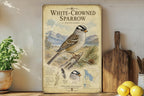 White-Crowned Sparrow Metal Sign Vintage Natural History Bird Illustration Ornithology Specimen Plate Wall Decor Gift — photo 5