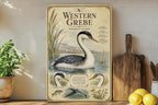 Western Grebe Metal Sign, Audubon-Inspired Ornithology Plate, Scientific Bird Illustration with Range Map, Habitat Notes — photo 5