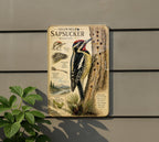 Yellow-Bellied Sapsucker Metal Sign, Audubon-Inspired Natural History Bird Plate with Scientific Name, Range Map & Habitat Scene — photo 2