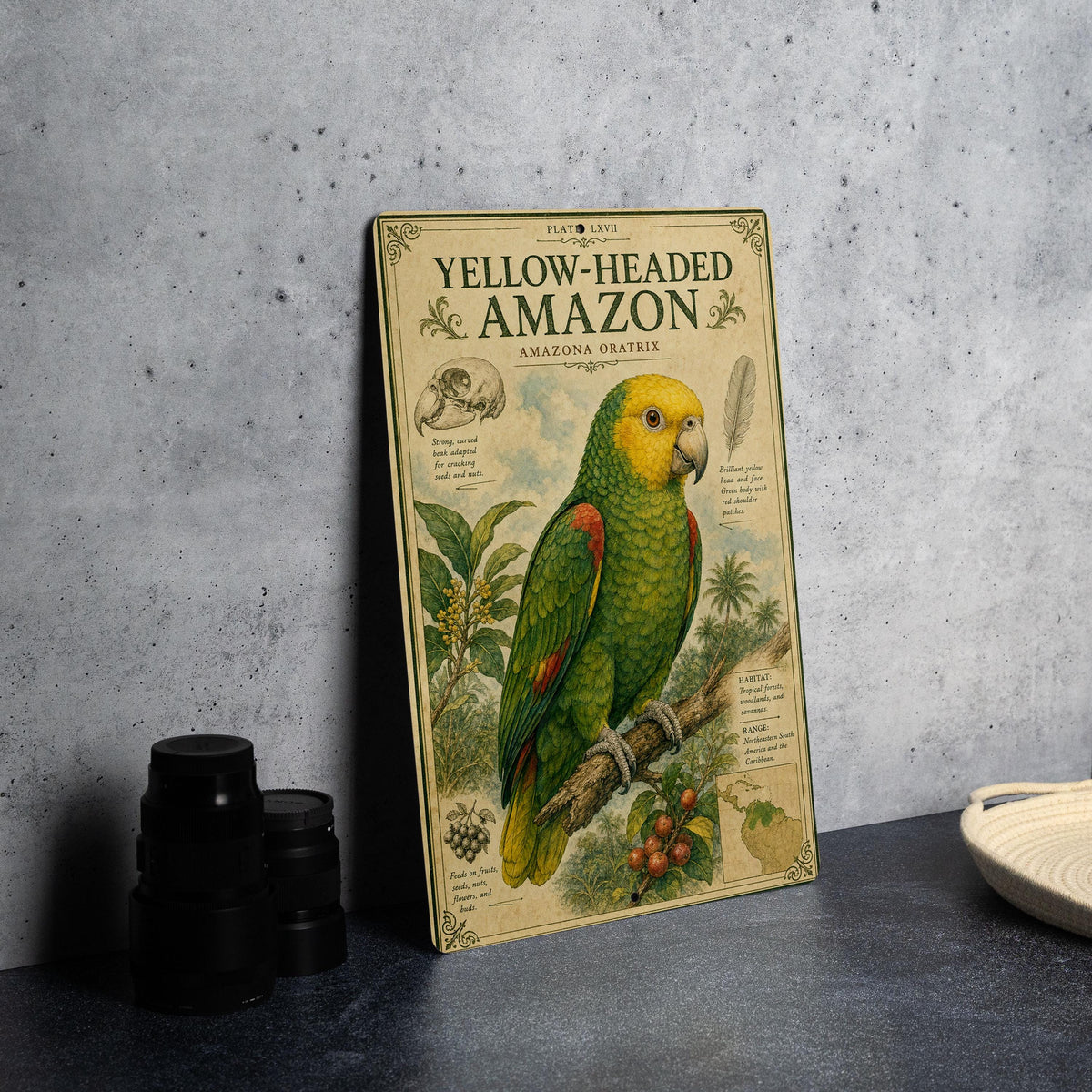 Yellow Headed Amazon Metal Sign, Vintage Natural History Bird Plate, Audubon Ornithology Wall Decor, Scientific Specimen Art — photo 4