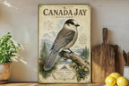 Canada Jay Metal Sign Vintage Natural History Bird Illustration Ornithology Specimen Plate Scientifi, photo 2 of 5