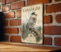 Canada Jay Metal Sign Vintage Natural History Bird Illustration Ornithology Specimen Plate Scientifi